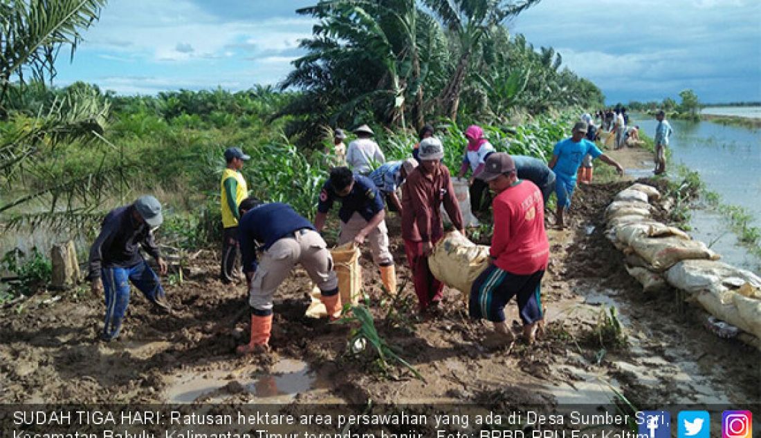 SUDAH TIGA HARI: Ratusan hektare area persawahan yang ada di Desa Sumber Sari, Kecamatan Babulu, Kalimantan Timur terendam banjir. - JPNN.com