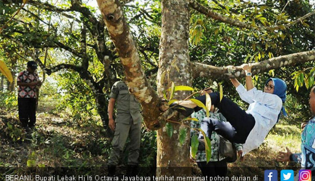 BERANI: Bupati Lebak Hj Iti Octavia Jayabaya terlihat memanjat pohon durian di salah satu kebun yang berada di kawasan Lebak Banten. - JPNN.com