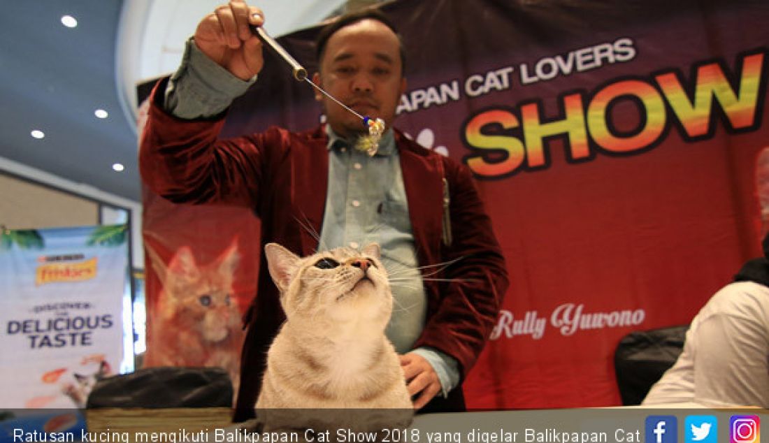 Ratusan kucing mengikuti Balikpapan Cat Show 2018 yang digelar Balikpapan Cat Lovers di Living Plaza, Minggu (18/2). - JPNN.com