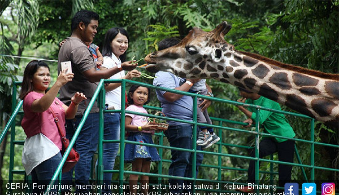 CERIA: Pengunjung memberi makan salah satu koleksi satwa di Kebun Binatang Surabaya (KBS). Perubahan pengelolaan KBS diharapkan juga mampu meningkatkan pengunjung serta penambahan sarana dan prasarana yang ada. - JPNN.com
