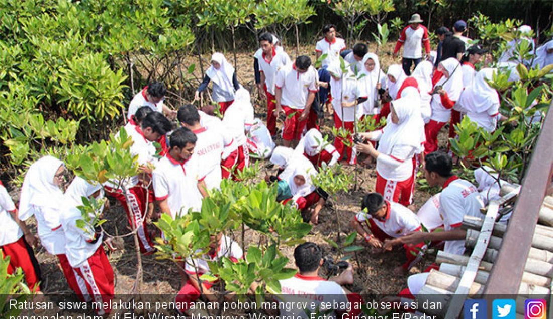 Ratusan siswa melakukan penanaman pohon mangrove sebagai observasi dan pengenalan alam, di Eko Wisata Mangrove Wonorejo. - JPNN.com