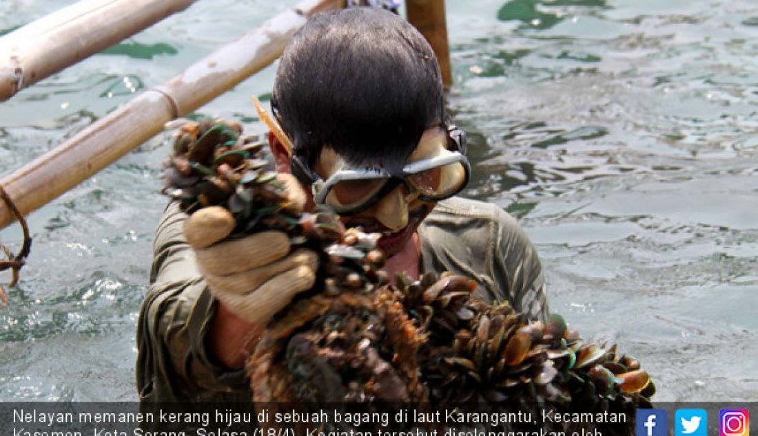 Nelayan memanen kerang hijau di sebuah bagang di laut Karangantu, Kecamatan Kasemen, Kota Serang, Selasa (18/4). Kegiatan tersebut diselenggarakan oleh Dompet Dhuafa bekerjasama dengan Bank BNI Syariah. - JPNN.com