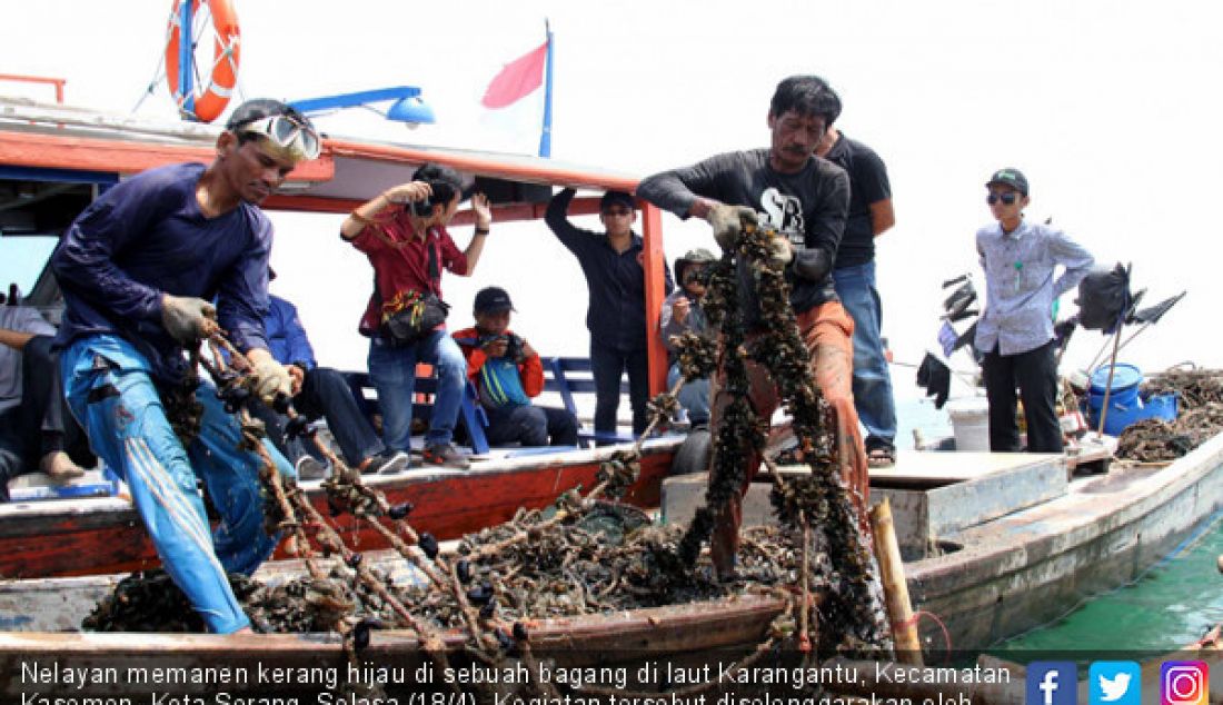 Nelayan memanen kerang hijau di sebuah bagang di laut Karangantu, Kecamatan Kasemen, Kota Serang, Selasa (18/4). Kegiatan tersebut diselenggarakan oleh Dompet Dhuafa bekerjasama dengan Bank BNI Syariah. - JPNN.com