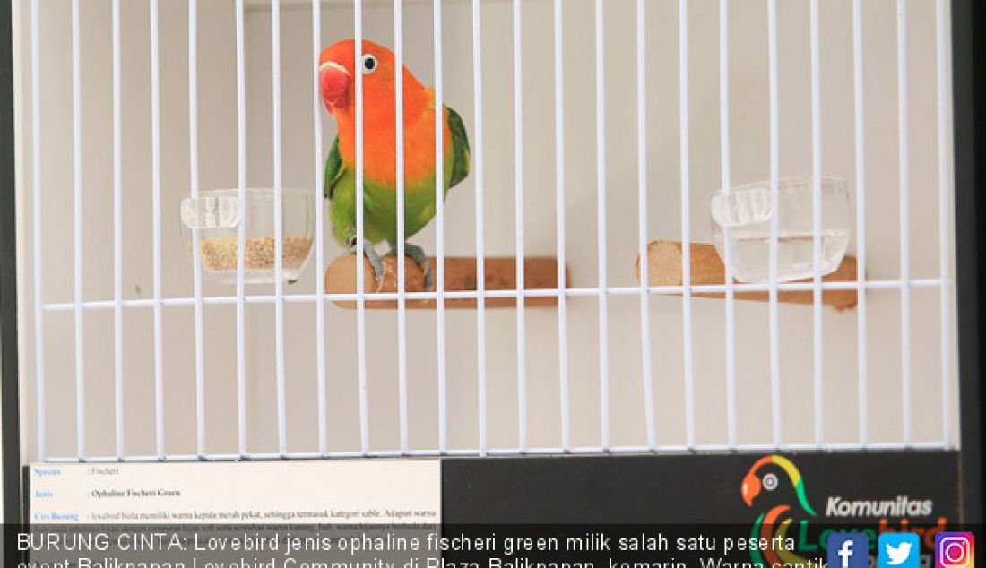 BURUNG CINTA: Lovebird jenis ophaline fischeri green milik salah satu peserta event Balikpapan Lovebird Community di Plaza Balikpapan, kemarin. Warna cantik menjadi salah satu kriteria penilaian para juri. - JPNN.com