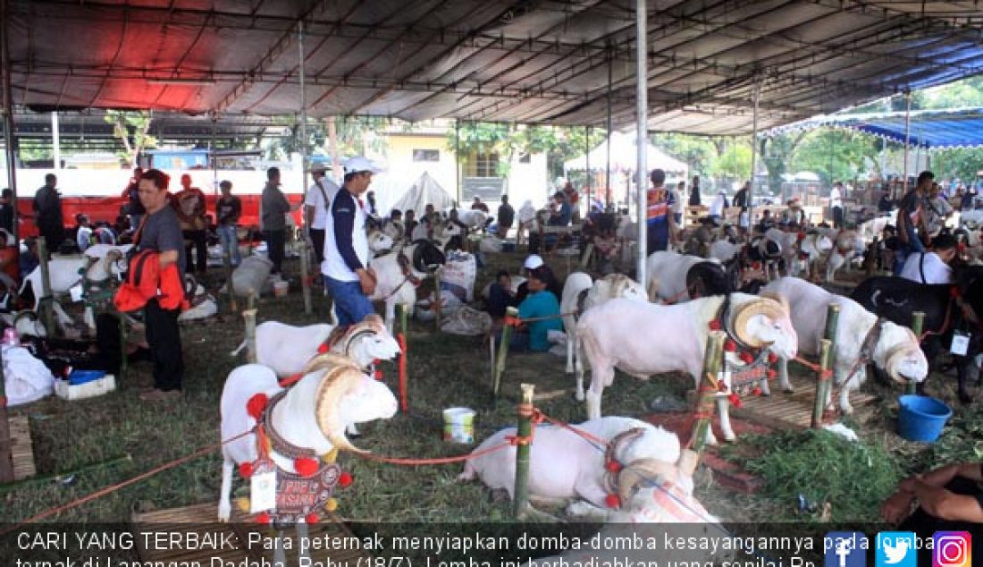 CARI YANG TERBAIK: Para peternak menyiapkan domba-domba kesayangannya pada lomba ternak di Lapangan Dadaha, Rabu (18/7). Lomba ini berhadiahkan uang senilai Rp 200 juta. - JPNN.com
