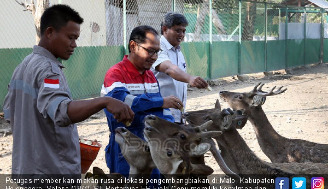 Petugas memberikan makan rusa di lokasi pengembangbiakan di Malo, Kabupaten Bojonegoro, Selasa (18/7). PT Pertamina EP Field Cepu memiliki komitmen dan kepedulian yang tinggi terhadap program penangkaran Rusa Jawa. - JPNN.com