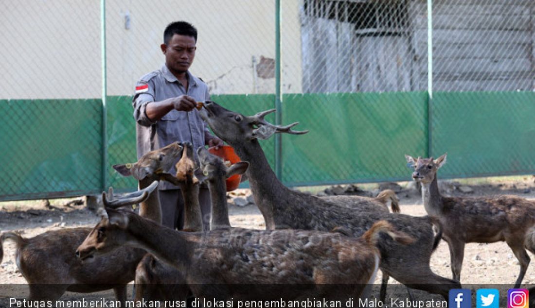 Petugas memberikan makan rusa di lokasi pengembangbiakan di Malo, Kabupaten Bojonegoro, Selasa (18/7). - JPNN.com