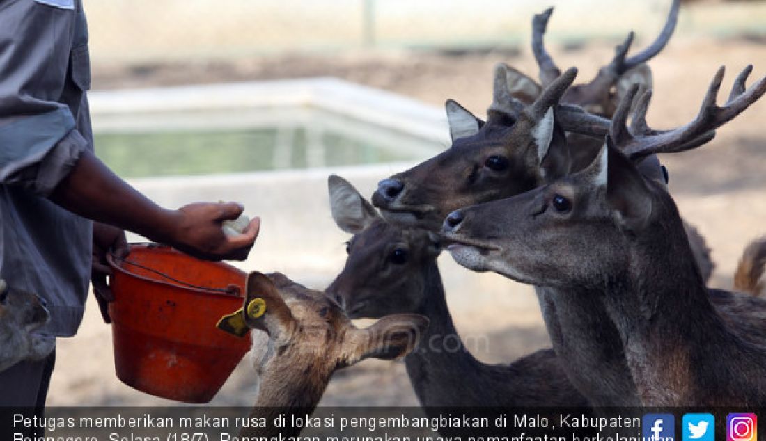 Petugas memberikan makan rusa di lokasi pengembangbiakan di Malo, Kabupaten Bojonegoro, Selasa (18/7). Penangkaran merupakan upaya pemanfaatan berkelanjutan potensi Rusa Jawa sebagai satwa yang dilindungi di Indonesia. - JPNN.com