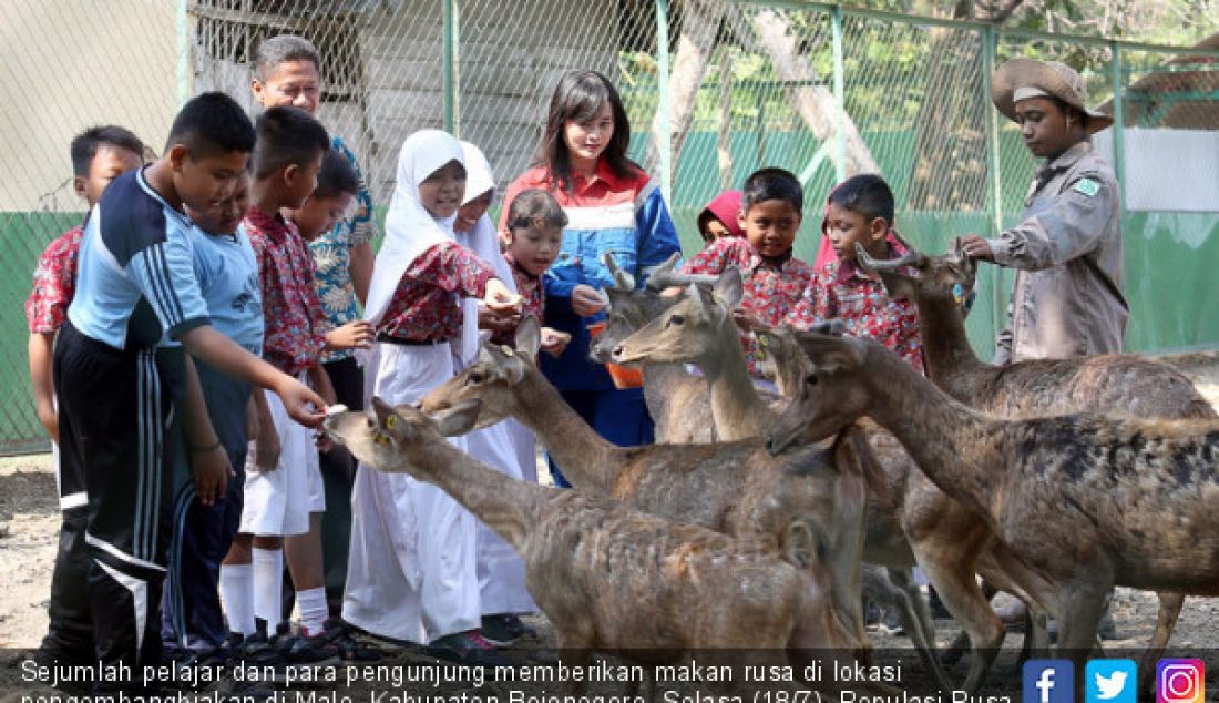 Sejumlah pelajar dan para pengunjung memberikan makan rusa di lokasi pengembangbiakan di Malo, Kabupaten Bojonegoro, Selasa (18/7). Populasi Rusa Jawa di alam telah mengalami penurunan drastis akibat adanya perburuan liar dan rusaknya habitat mereka. - JPNN.com