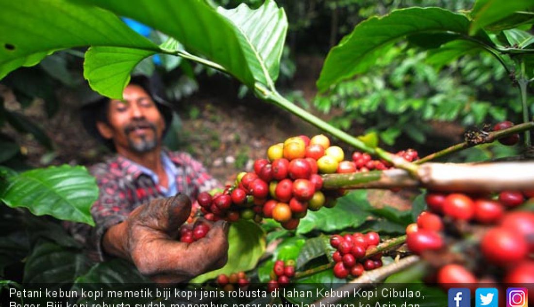 Petani kebun kopi memetik biji kopi jenis robusta di lahan Kebun Kopi Cibulao, Bogor. Biji kopi robusta sudah menembus pasar penjualan hingga ke Asia dan Eropa. - JPNN.com
