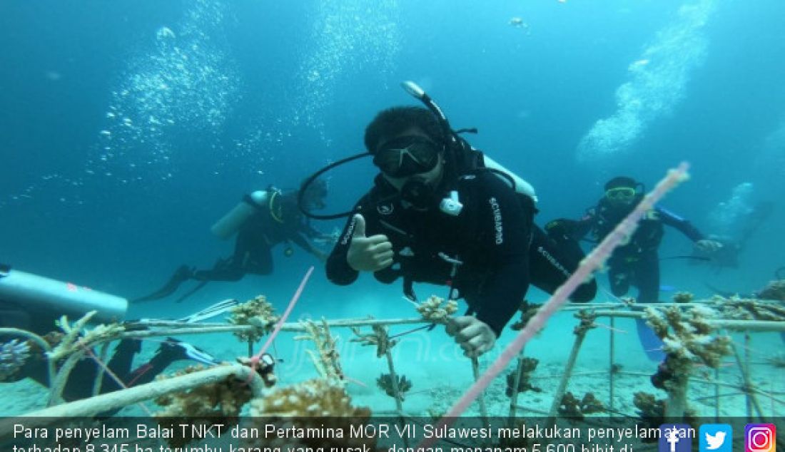 Para penyelam Balai TNKT dan Pertamina MOR VII Sulawesi melakukan penyelamatan terhadap 8.345 ha terumbu karang yang rusak, dengan menanam 5.600 bibit di Kepulauan Togean, Sulawesi Barat, Kamis (6/9). - JPNN.com