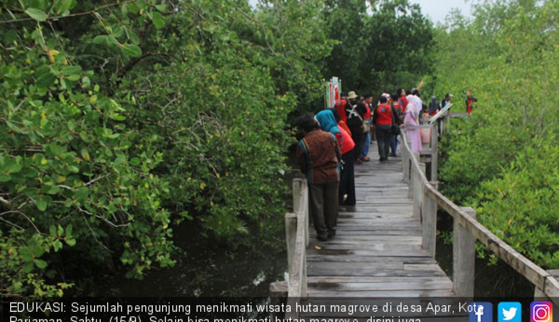 EDUKASI: Sejumlah pengunjung menikmati wisata hutan magrove di desa Apar, Kota Pariaman, Sabtu, (15/9). Selain bisa menikmati hutan magrove, disini juga terdapat papan edukasi terkait manfaat dan fungsi mangrove. - JPNN.com