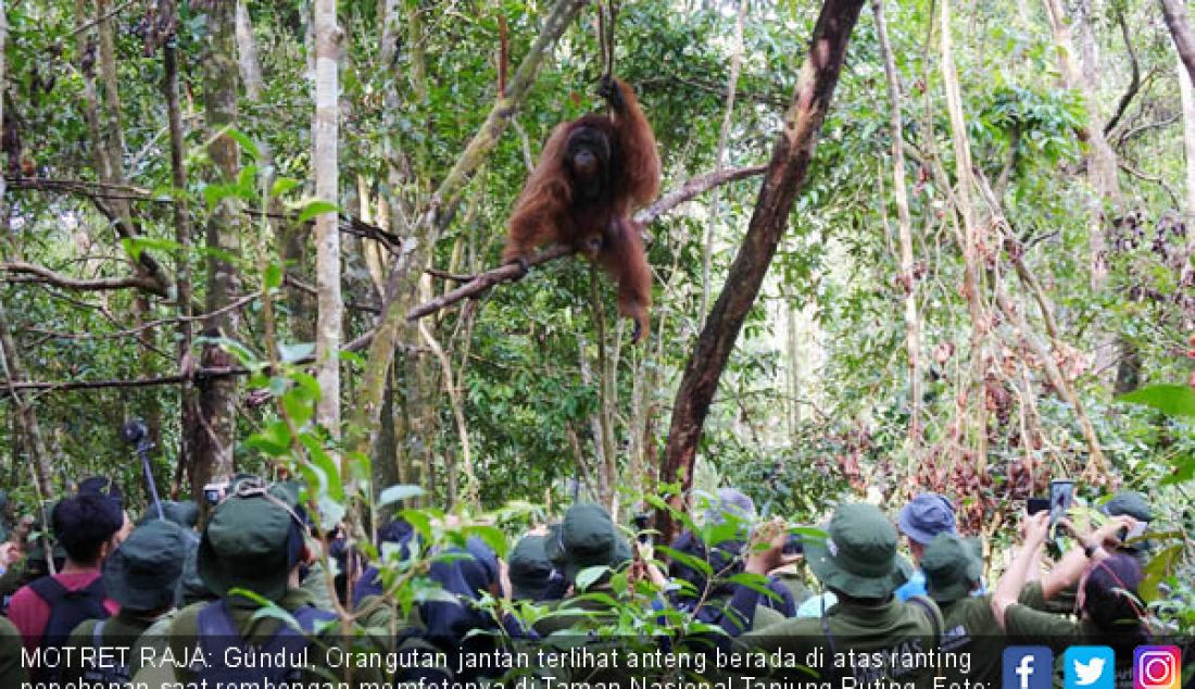 MOTRET RAJA: Gundul, Orangutan jantan terlihat anteng berada di atas ranting pepohonan saat rombongan memfotonya di Taman Nasional Tanjung Puting. - JPNN.com