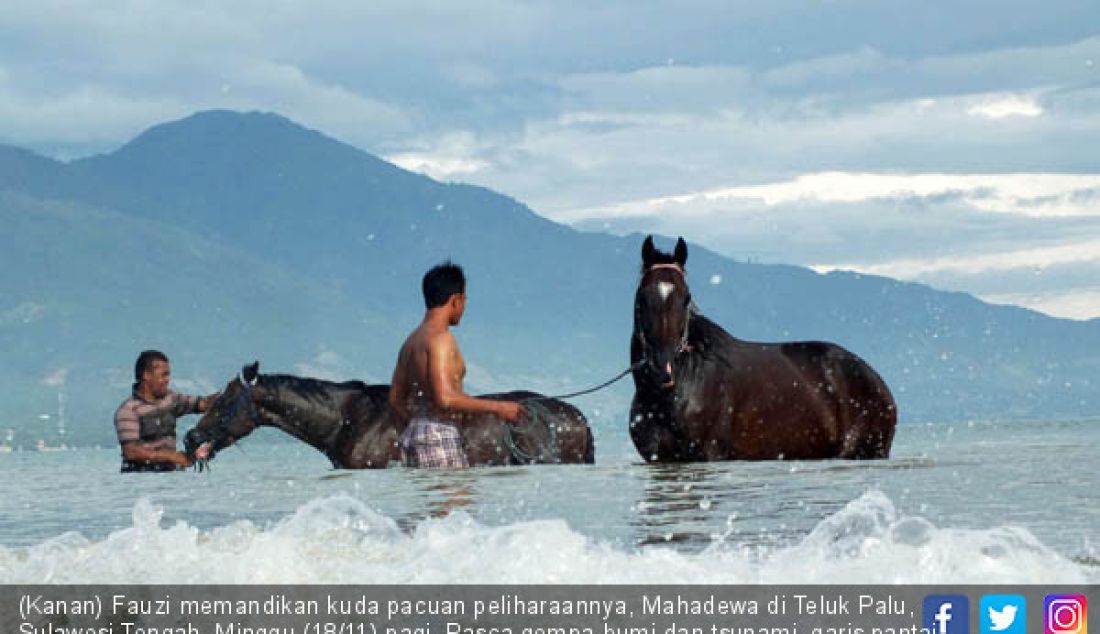 (Kanan) Fauzi memandikan kuda pacuan peliharaannya, Mahadewa di Teluk Palu, Sulawesi Tengah, Minggu (18/11) pagi. Pasca gempa bumi dan tsunami, garis pantai Teluk Palu tidak bisa digunakan lagi. - JPNN.com