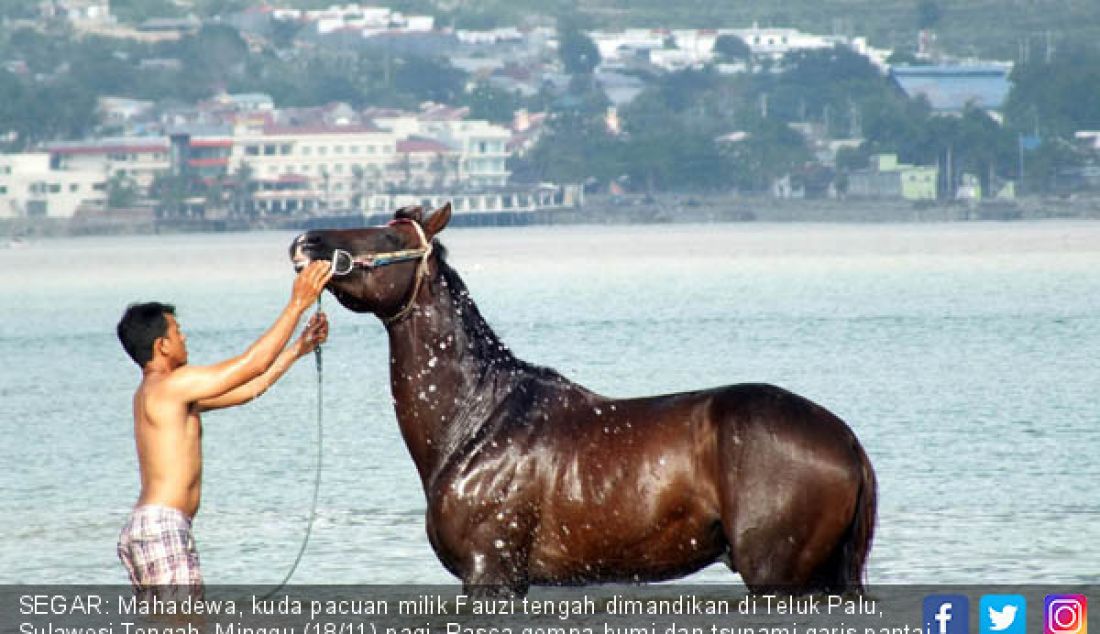 SEGAR: Mahadewa, kuda pacuan milik Fauzi tengah dimandikan di Teluk Palu, Sulawesi Tengah, Minggu (18/11) pagi. Pasca gempa bumi dan tsunami garis pantai Teluk Palu tidak bisa digunakan lagi. - JPNN.com