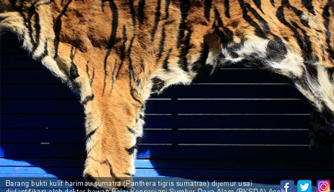 Barang bukti kulit harimau sumatra (Panthera tigris sumatrae) dijemur usai diidentifikasi oleh dokter hewan Balai Konservasi Sumber Daya Alam (BKSDA) Aceh di Aceh Besar, Rabu (12/12). - JPNN.com