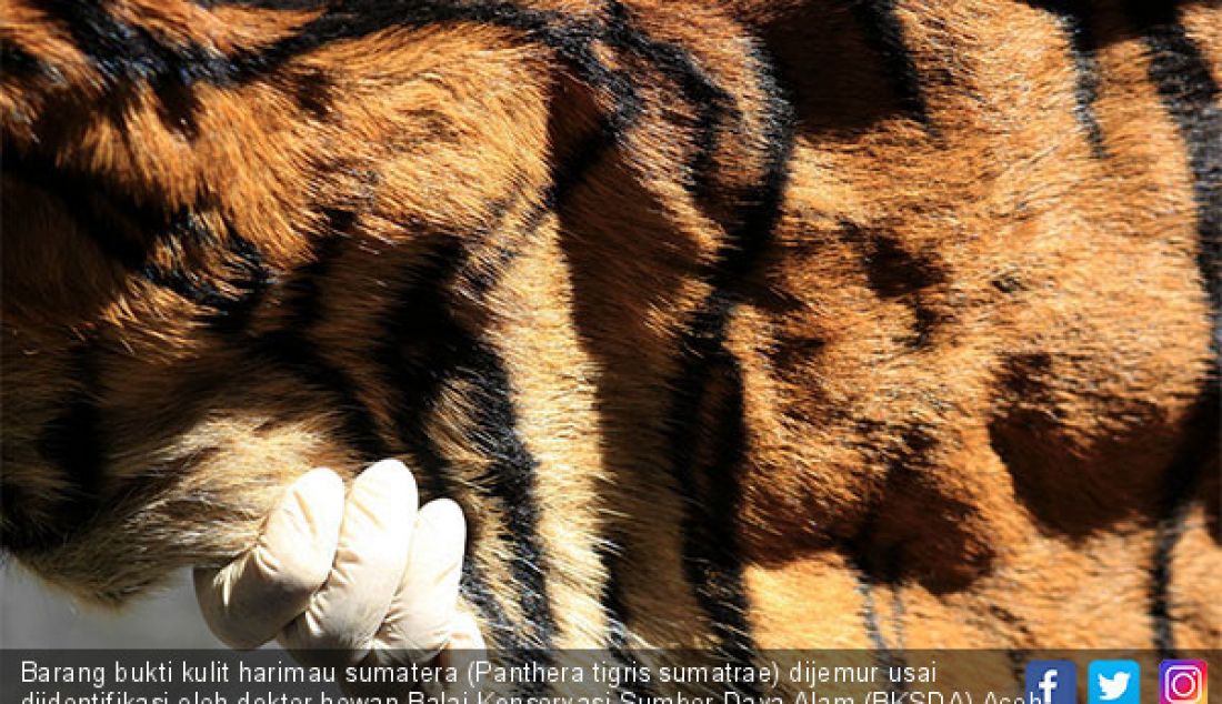 Barang bukti kulit harimau sumatera (Panthera tigris sumatrae) dijemur usai diidentifikasi oleh dokter hewan Balai Konservasi Sumber Daya Alam (BKSDA) Aceh di Aceh Besar, Rabu (12/12). - JPNN.com