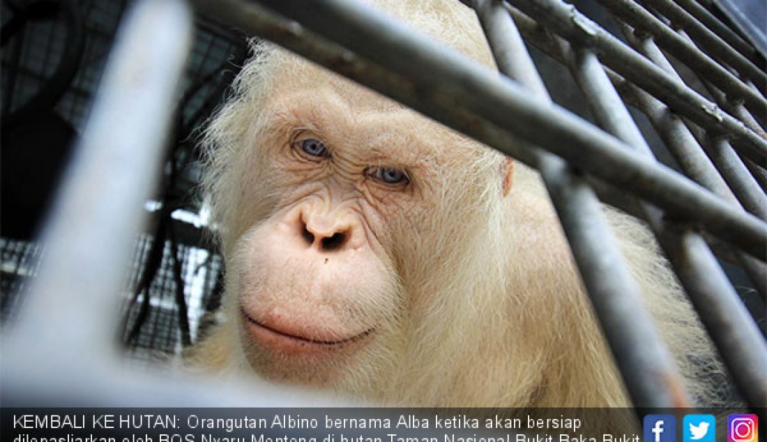 KEMBALI KE HUTAN: Orangutan Albino bernama Alba ketika akan bersiap dilepasliarkan oleh BOS Nyaru Menteng di hutan Taman Nasional Bukit Baka Bukit Raya Katingan, Kalteng, Selasa (18/12). - JPNN.com