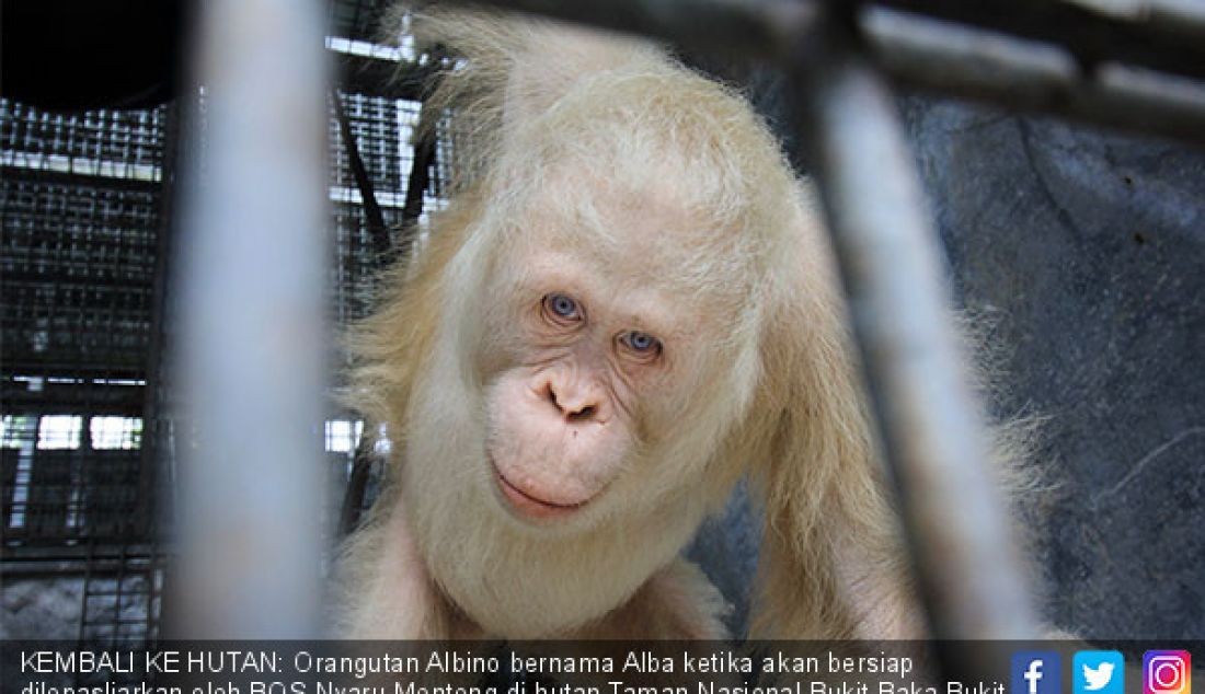KEMBALI KE HUTAN: Orangutan Albino bernama Alba ketika akan bersiap dilepasliarkan oleh BOS Nyaru Menteng di hutan Taman Nasional Bukit Baka Bukit Raya Katingan, Kalteng, Selasa (18/12). - JPNN.com