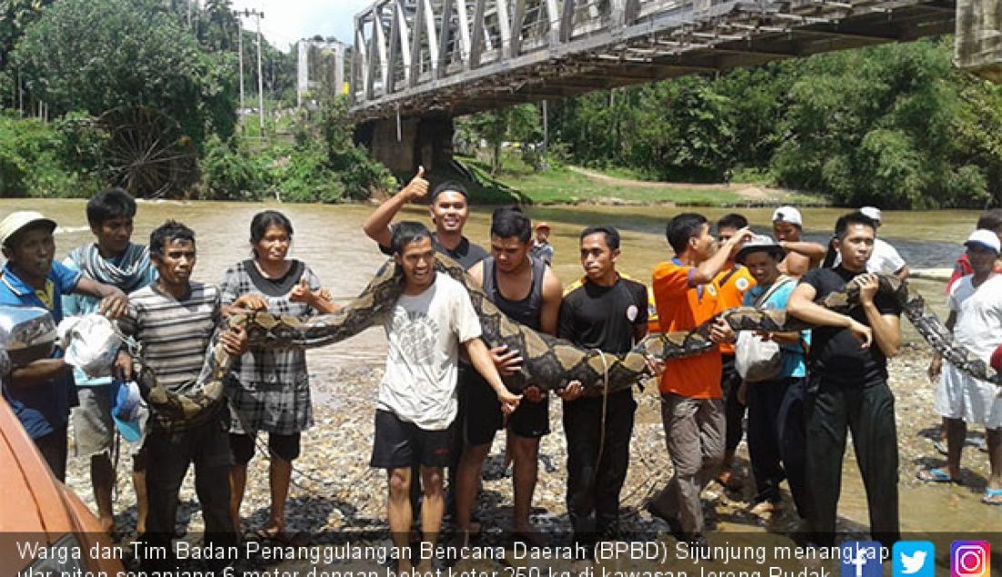 Warga dan Tim Badan Penanggulangan Bencana Daerah (BPBD) Sijunjung menangkap ular piton sepanjang 6 meter dengan bobot kotor 250 kg di kawasan Jorong Pudak, Kenagarian Sijunjung, Sumatera Barat, Senin (14/1). - JPNN.com