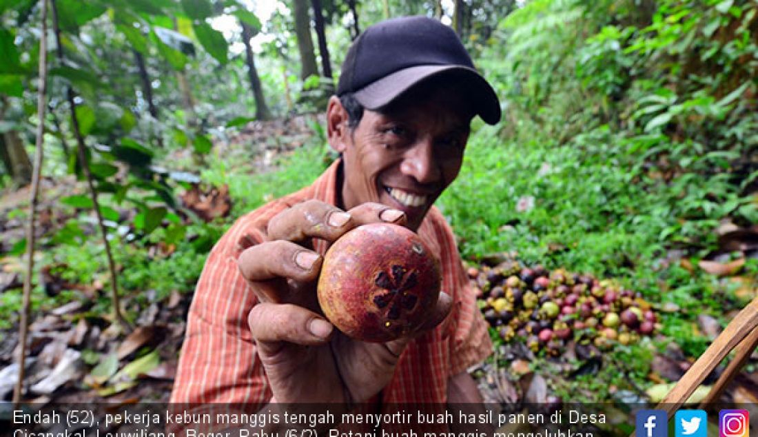 Endah (52), pekerja kebun manggis tengah menyortir buah hasil panen di Desa Cicangkal, Leuwiliang, Bogor, Rabu (6/2). Petani buah manggis mengeluhkan murahnya harga jual semula Rp 15.000 perkilo kini hanya Rp.2000- 3.000. - JPNN.com