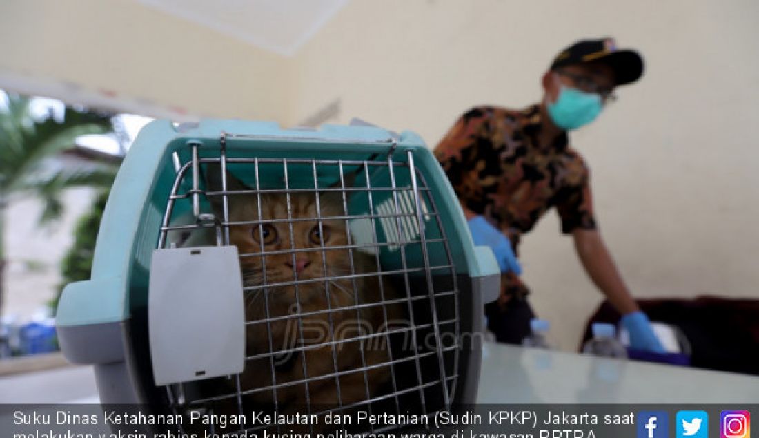 Suku Dinas Ketahanan Pangan Kelautan dan Pertanian (Sudin KPKP) Jakarta saat melakukan vaksin rabies kepada kucing peliharaan warga di kawasan RPTRA Rasamala, Jakarta Selatan, Kamis (21/3). Vaksinasi ini digelar setiap tahun untuk mencegah penyebaran virus rabies yang ditularkan melalui gigitan hewan. - JPNN.com