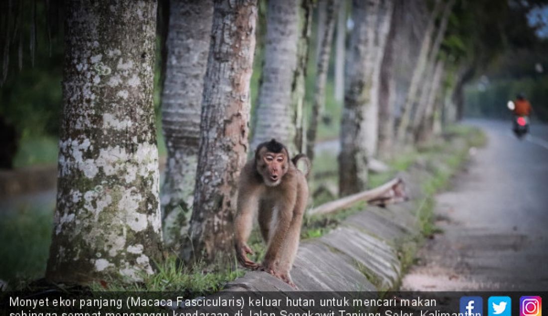 Monyet ekor panjang (Macaca Fascicularis) keluar hutan untuk mencari makan sehingga sempat menganggu kendaraan di Jalan Sengkawit Tanjung Selor, Kalimantan Utara, Selasa (28/5). Kejadian ini imbas habitatnya yang terganggu. - JPNN.com