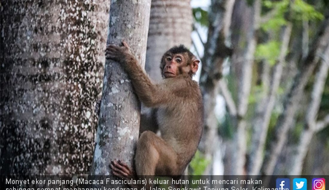 Monyet ekor panjang (Macaca Fascicularis) keluar hutan untuk mencari makan sehingga sempat menganggu kendaraan di Jalan Sengkawit Tanjung Selor, Kalimantan Utara, Selasa (28/5). Kejadian ini imbas habitatnya yang terganggu. - JPNN.com