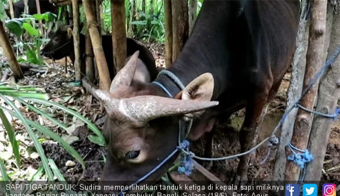 SAPI TIGA TANDUK: Sudira memperlihatkan tanduk ketiga di kepala sapi miliknya di kandang Banjar Penaga, Yangapi, Tembuku, Bangli, Selasa (18/6). - JPNN.com