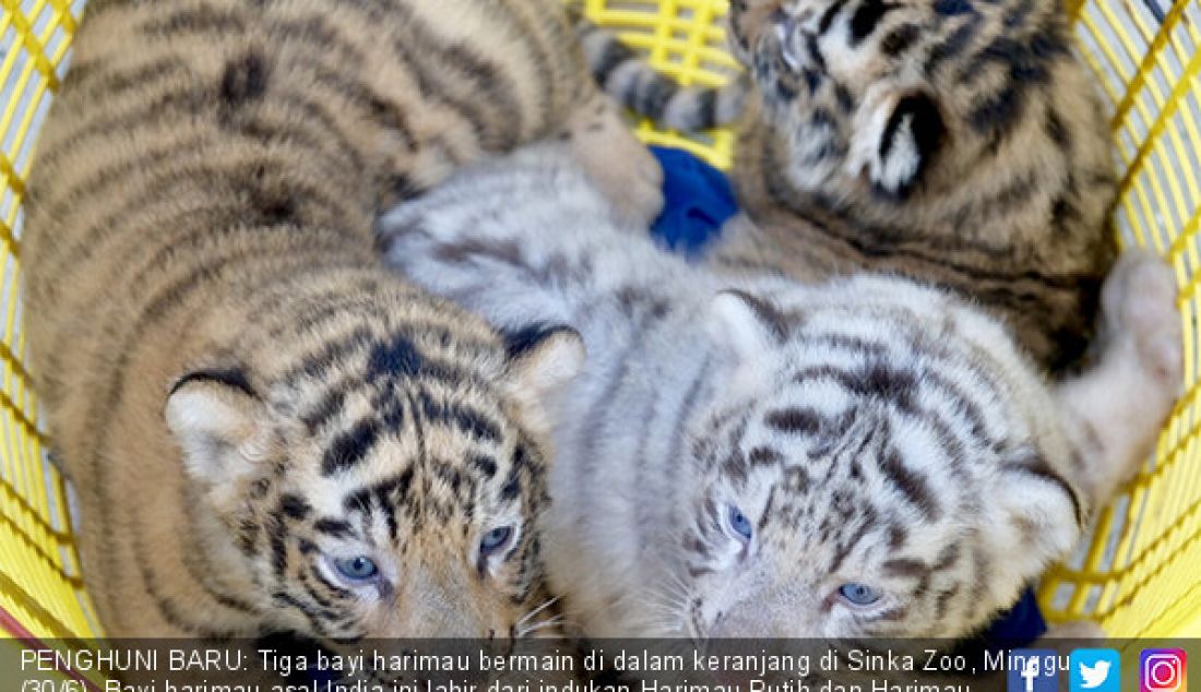 PENGHUNI BARU: Tiga bayi harimau bermain di dalam keranjang di Sinka Zoo, Minggu (30/6). Bayi harimau asal India ini lahir dari indukan Harimau Putih dan Harimau Benggala. - JPNN.com