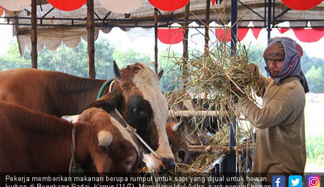 Pekerja memberikan makanan berupa rumput untuk sapi yang dijual untuk hewan kurban di Bengkong Sadai, Kamis (11/7). Menjelang Idul Adha, para penjual hewan kurban sudah mulai mejajakan sapi dan kambing. - JPNN.com