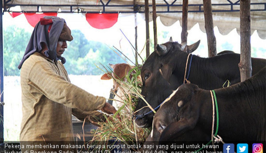 Pekerja memberikan makanan berupa rumput untuk sapi yang dijual untuk hewan kurban di Bengkong Sadai, Kamis (11/7). Menjelang Idul Adha, para penjual hewan kurban sudah mulai mejajakan sapi dan kambing. - JPNN.com