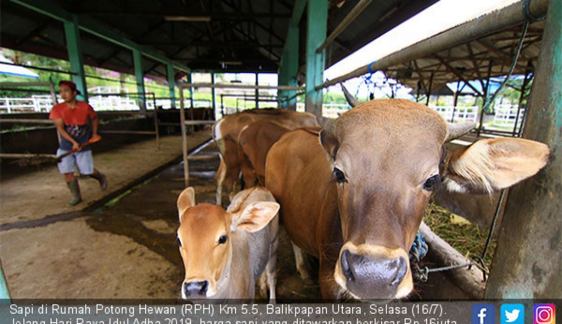 Sapi di Rumah Potong Hewan (RPH) Km 5.5, Balikpapan Utara, Selasa (16/7). Jelang Hari Raya Idul Adha 2019, harga sapi yang ditawarkan berkisar Rp 16juta hingga Rp 17,5 juta, sementara sapi limousin Rp 50juta hingga Rp 60juta - JPNN.com