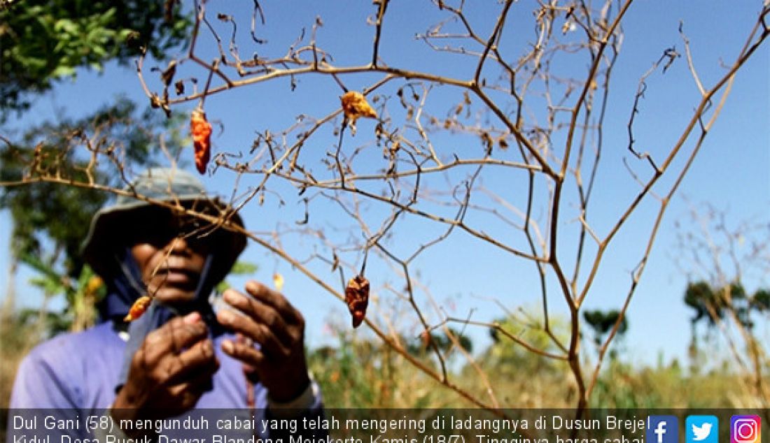 Dul Gani (58) mengunduh cabai yang telah mengering di ladangnya di Dusun Brejel Kidul, Desa Pucuk Dawar Blandong Mojokerto,Kamis (18/7). Tingginya harga cabai dipasaran tak membuat petani merasa untung. - JPNN.com