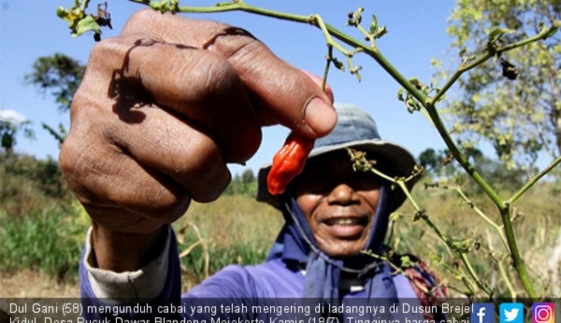 Dul Gani (58) mengunduh cabai yang telah mengering di ladangnya di Dusun Brejel Kidul, Desa Pucuk Dawar Blandong Mojokerto,Kamis (18/7). Tingginya harga cabai dipasaran saat ini tak membuat petani merasa untung. - JPNN.com