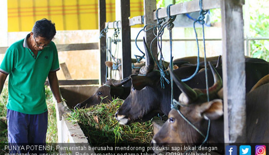 PUNYA POTENSI: Pemerintah berusaha mendorong produksi sapi lokal dengan menerapkan upsus siwab. Pada semester pertama tahun ini (2019), telah ada kebuntingan sebanyak 3.031 ekor sapi. - JPNN.com