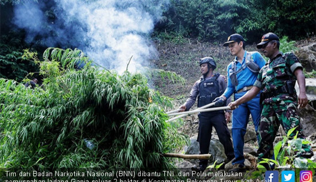 Tim dari Badan Narkotika Nasional (BNN) dibantu TNI dan Polri melakukan pemusnahan ladang Ganja seluas 2 hektar di Kecamatan Bakongan Timur, Kab Aceh Selatan, Rabu (24/7). - JPNN.com