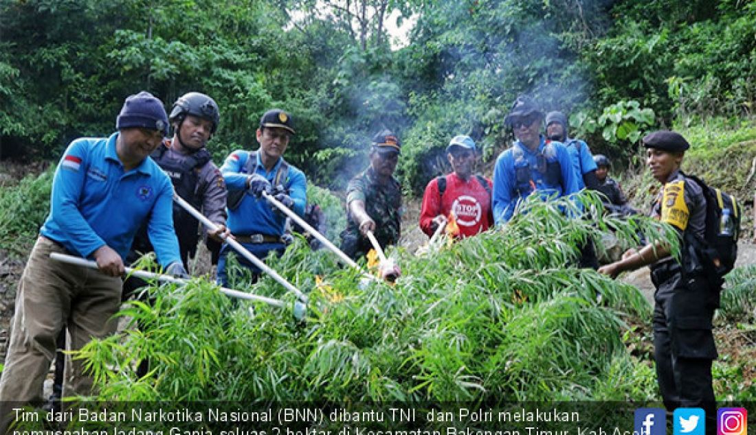 Tim dari Badan Narkotika Nasional (BNN) dibantu TNI dan Polri melakukan pemusnahan ladang Ganja seluas 2 hektar di Kecamatan Bakongan Timur, Kab Aceh Selatan, Rabu (24/7). - JPNN.com