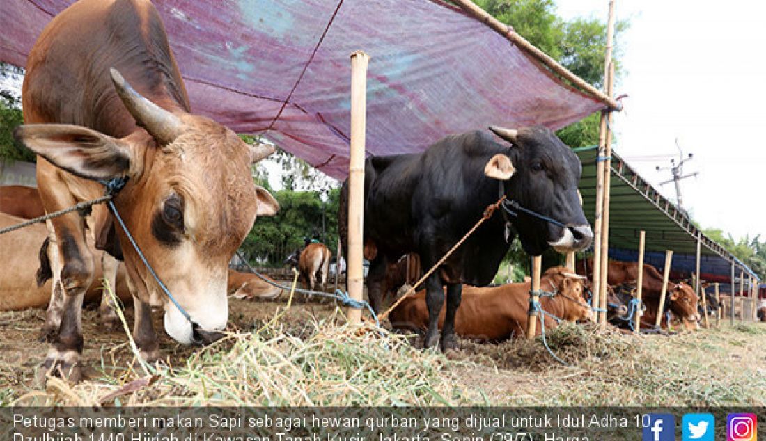 Petugas memberi makan Sapi sebagai hewan qurban yang dijual untuk Idul Adha 10 Dzulhijah 1440 Hijriah di Kawasan Tanah Kusir, Jakarta, Senin (29/7). Harga hewan qurban sapi seharga 20 hingga 25 Juta perekor. - JPNN.com