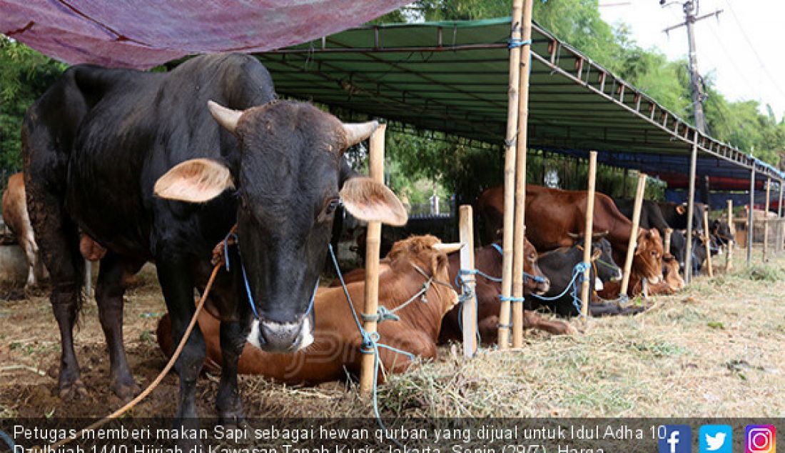 Petugas memberi makan Sapi sebagai hewan qurban yang dijual untuk Idul Adha 10 Dzulhijah 1440 Hijriah di Kawasan Tanah Kusir, Jakarta, Senin (29/7). Harga hewan qurban sapi seharga 20 hingga 25 Juta perekor. - JPNN.com