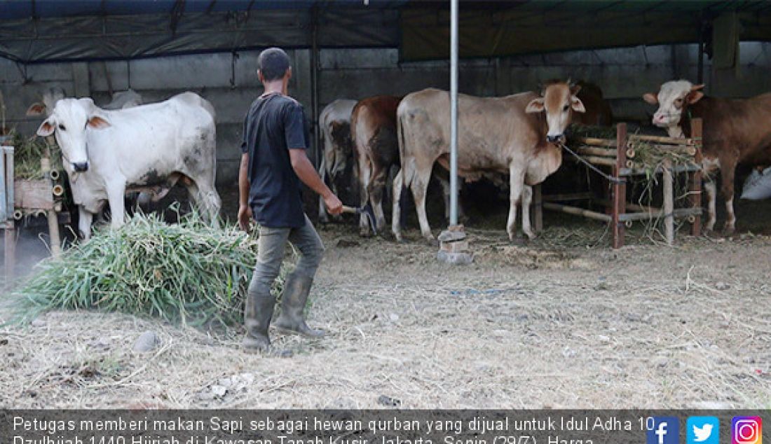 Petugas memberi makan Sapi sebagai hewan qurban yang dijual untuk Idul Adha 10 Dzulhijah 1440 Hijriah di Kawasan Tanah Kusir, Jakarta, Senin (29/7). Harga hewan qurban sapi seharga 20 hingga 25 Juta perekor. - JPNN.com