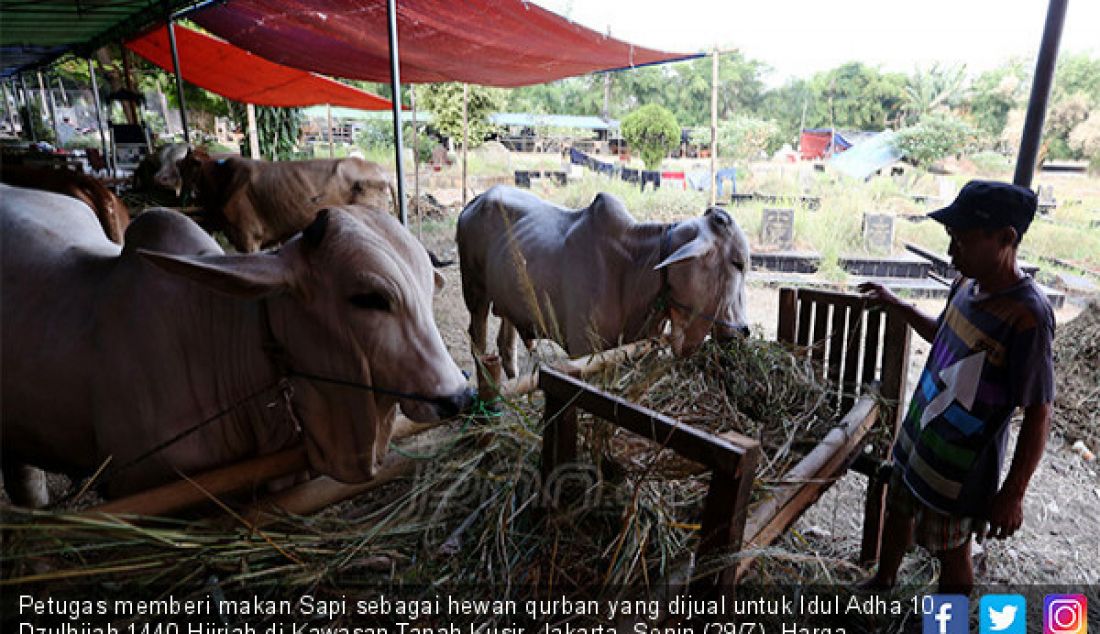 Petugas memberi makan Sapi sebagai hewan qurban yang dijual untuk Idul Adha 10 Dzulhijah 1440 Hijriah di Kawasan Tanah Kusir, Jakarta, Senin (29/7). Harga hewan qurban sapi seharga 20 hingga 25 Juta perekor. - JPNN.com