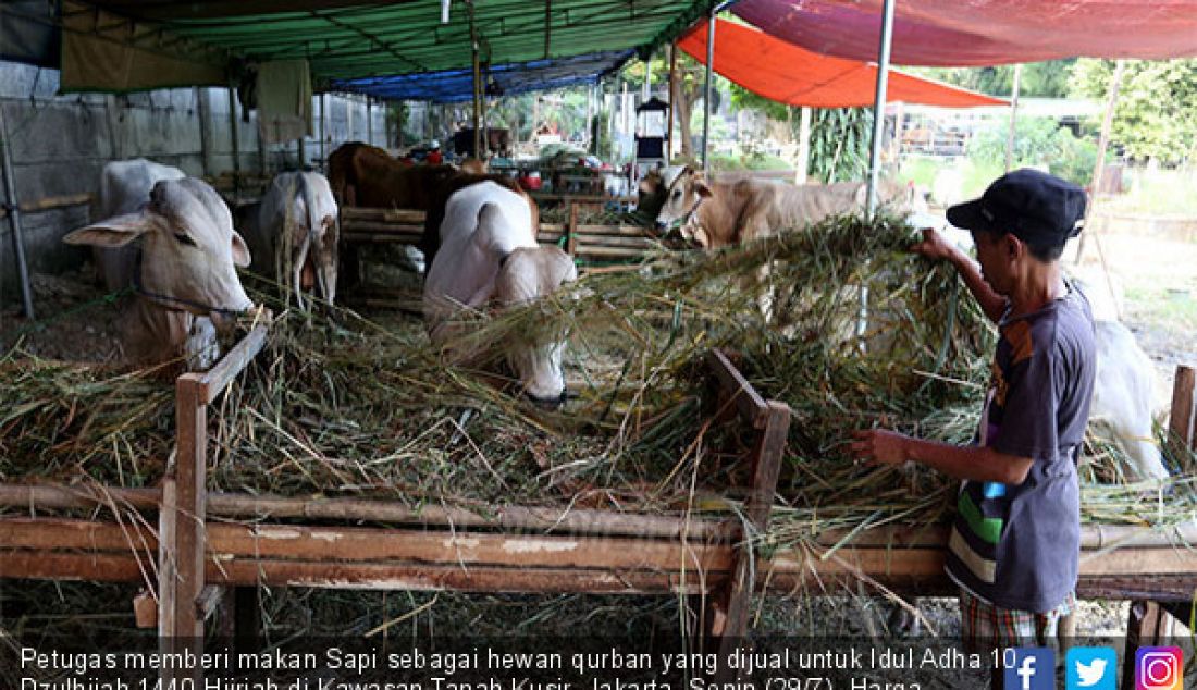 Petugas memberi makan Sapi sebagai hewan qurban yang dijual untuk Idul Adha 10 Dzulhijah 1440 Hijriah di Kawasan Tanah Kusir, Jakarta, Senin (29/7). Harga hewan qurban sapi seharga 20 hingga 25 Juta perekor. - JPNN.com