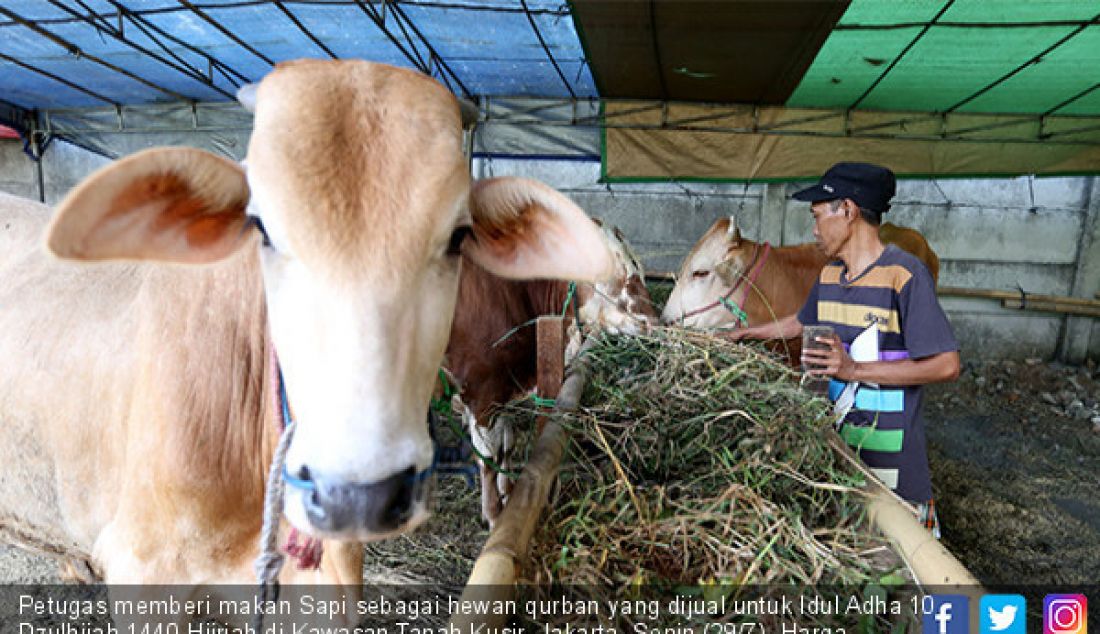 Petugas memberi makan Sapi sebagai hewan qurban yang dijual untuk Idul Adha 10 Dzulhijah 1440 Hijriah di Kawasan Tanah Kusir, Jakarta, Senin (29/7). Harga hewan qurban sapi seharga 20 hingga 25 Juta perekor. - JPNN.com