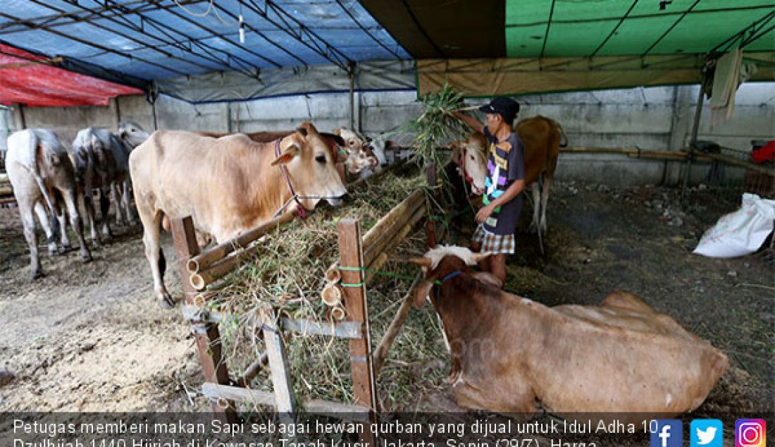 Petugas memberi makan Sapi sebagai hewan qurban yang dijual untuk Idul Adha 10 Dzulhijah 1440 Hijriah di Kawasan Tanah Kusir, Jakarta, Senin (29/7). Harga hewan qurban sapi seharga 20 hingga 25 Juta perekor. - JPNN.com