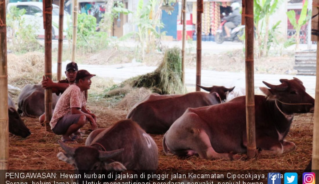 PENGAWASAN: Hewan kurban di jajakan di pinggir jalan Kecamatan Cipocokjaya, Kota Serang, belum lama ini. Untuk mengantisipasi peredaran penyakit, penjual hewan kurban akan dilakukan pengawasan. - JPNN.com