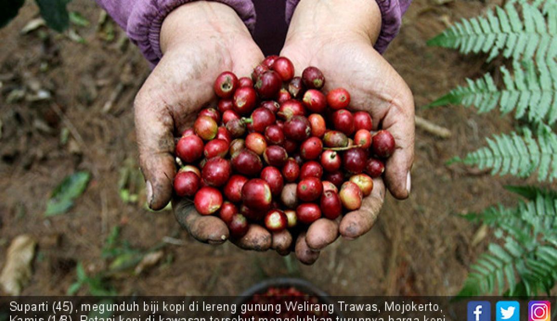 Suparti (45), megunduh biji kopi di lereng gunung Welirang Trawas, Mojokerto, Kamis (1/8). Petani kopi di kawasan tersebut mengeluhkan turunnya harga kopi ditingkat petani, meski permintaan kopi trawas meningkat. - JPNN.com