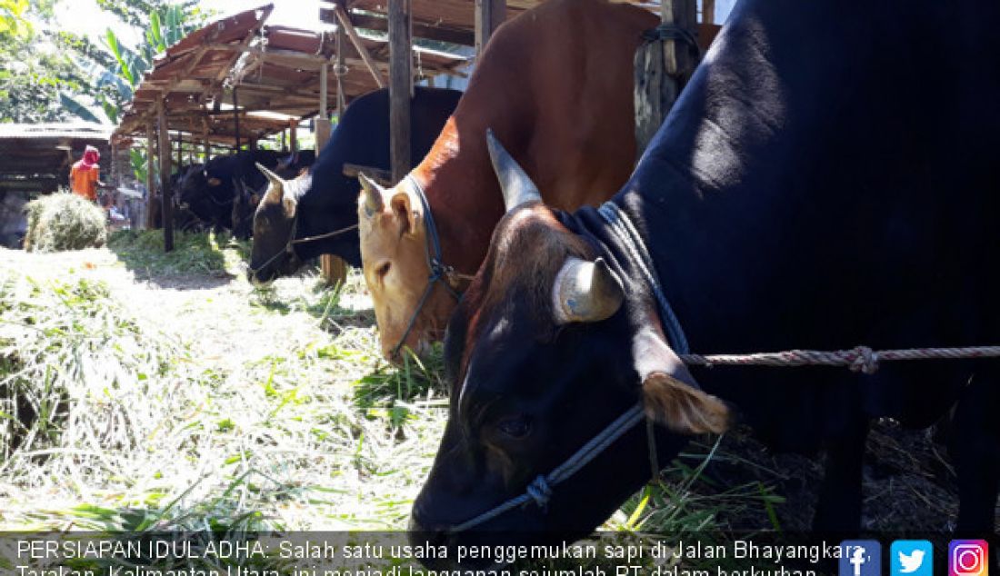 PERSIAPAN IDUL ADHA: Salah satu usaha penggemukan sapi di Jalan Bhayangkara, Tarakan, Kalimantan Utara, ini menjadi langganan sejumlah RT dalam berkurban. - JPNN.com