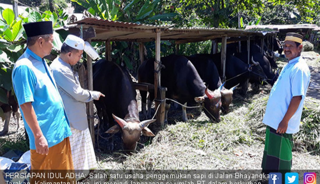 PERSIAPAN IDUL ADHA: Salah satu usaha penggemukan sapi di Jalan Bhayangkara, Tarakan, Kalimantan Utara, ini menjadi langganan sejumlah RT dalam berkurban. - JPNN.com