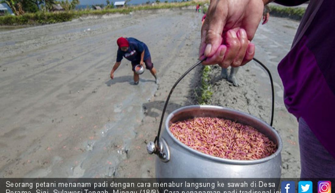 Seorang petani menanam padi dengan cara menabur langsung ke sawah di Desa Porame, Sigi, Sulawesi Tengah, Minggu (18/8). Cara penanaman padi tradisonal ini masih dilakukan hingga kini di Sigi. - JPNN.com
